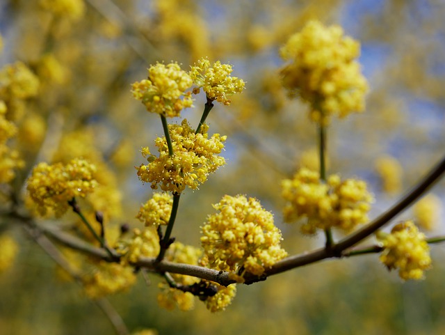 Die Natur hat tausend Freuden