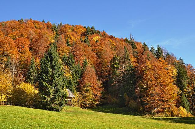 Gesunder Herbstspaziergang im Wald