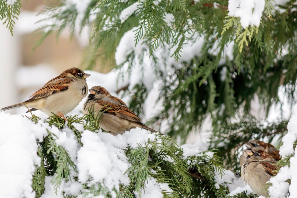 Weihnachtstage allein und sinnvoll gestalten .Der ausgiebige Spaziergang durch den nahen gelegenen Wald