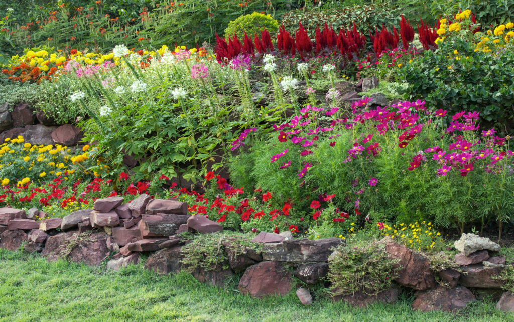 Bunte Sommerblumen für Garten, Balkon und Terrasse