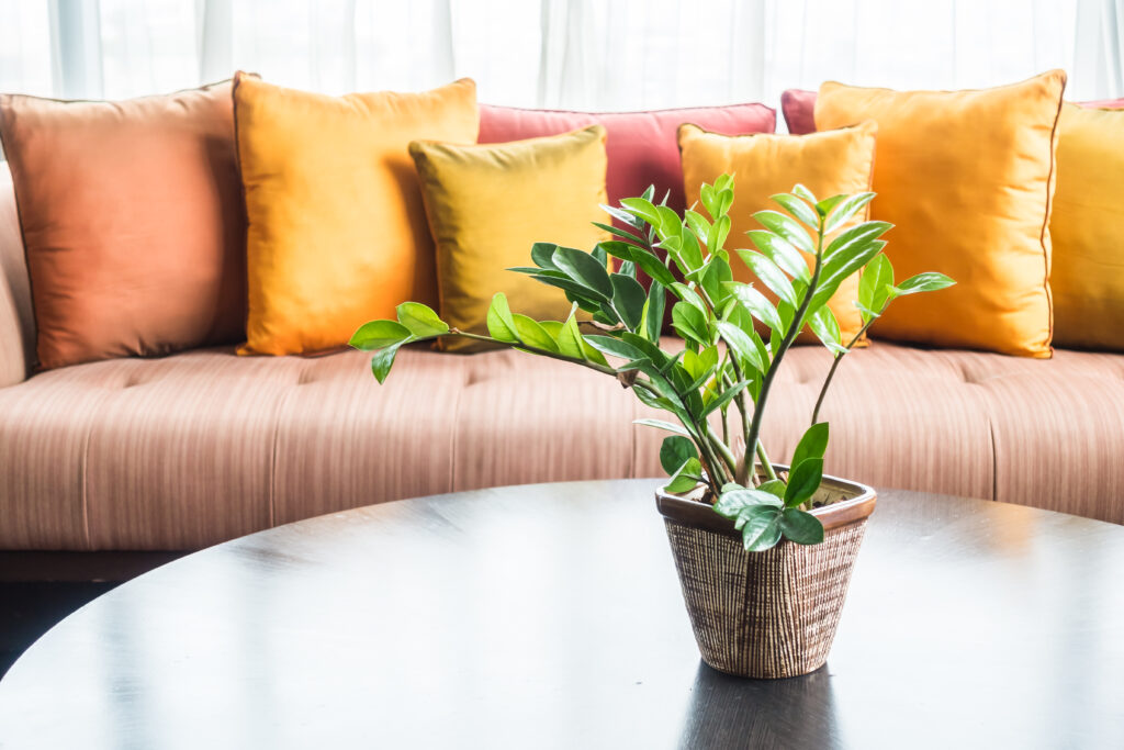Wie pflege ich die allseits beliebte Zamioculcas ?
