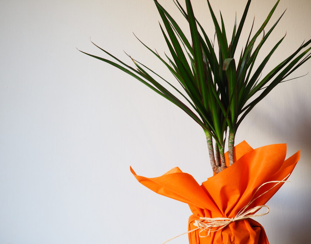 Yucca Palme