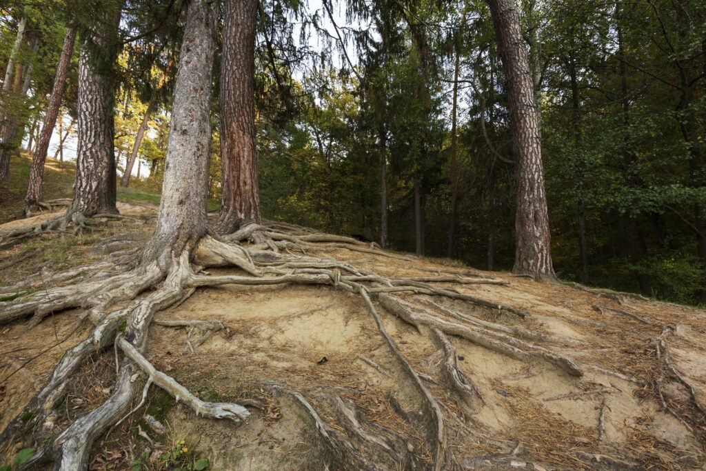 Mächtige Wurzeln halten den Baum