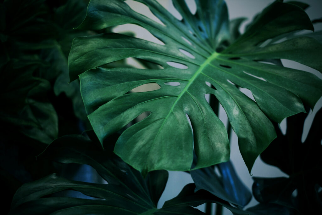 Monstera, ist eine Kletterpflanze