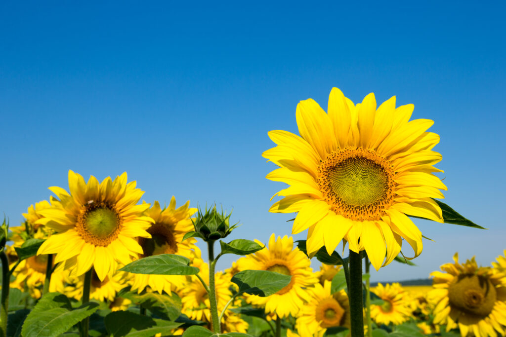 Pflanzenöle vitaminreich wertvoll gesund
Sonnenblumenöl neutral und mild