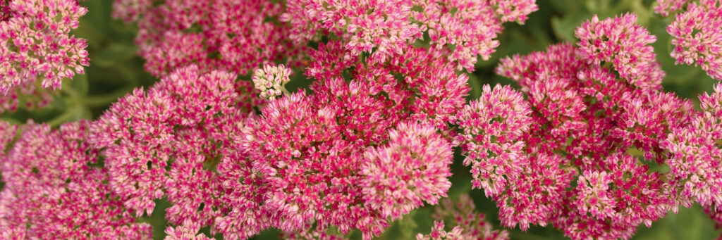 Sedum robuste dekorative Pflanzen