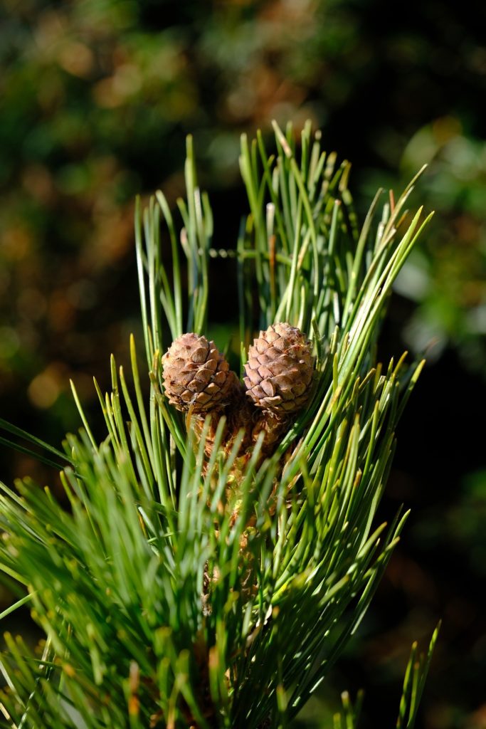 Zirbenbaum Baum der Berge