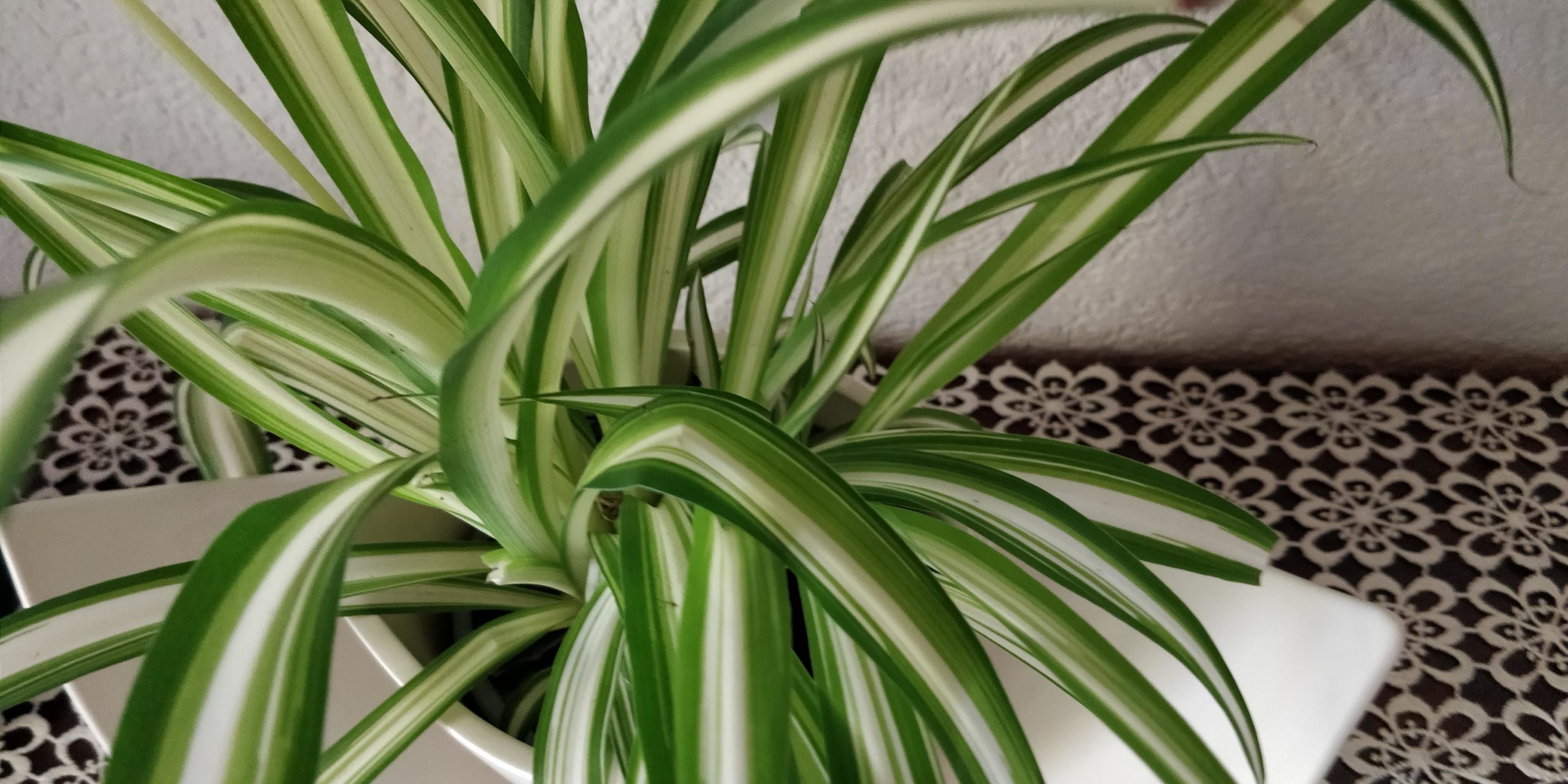 künstliche lärche Gasper Künstlicher Bonsai Lärche Han Kengai H90cm mit Topf – Le Gioie main image 1
