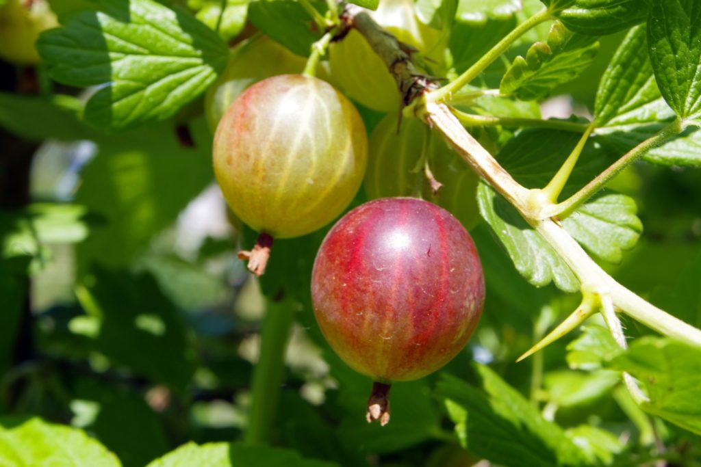 Beste Fitmacher Beeren,Stachelbeere