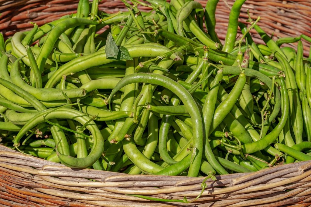 Grüne Bohnen gesundes Gemüse im Sommer wie Buschbohnen