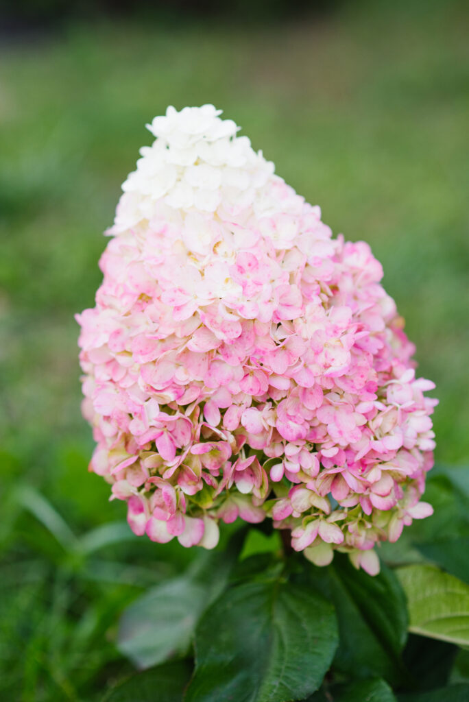 Hortensie schöne Annabelle
