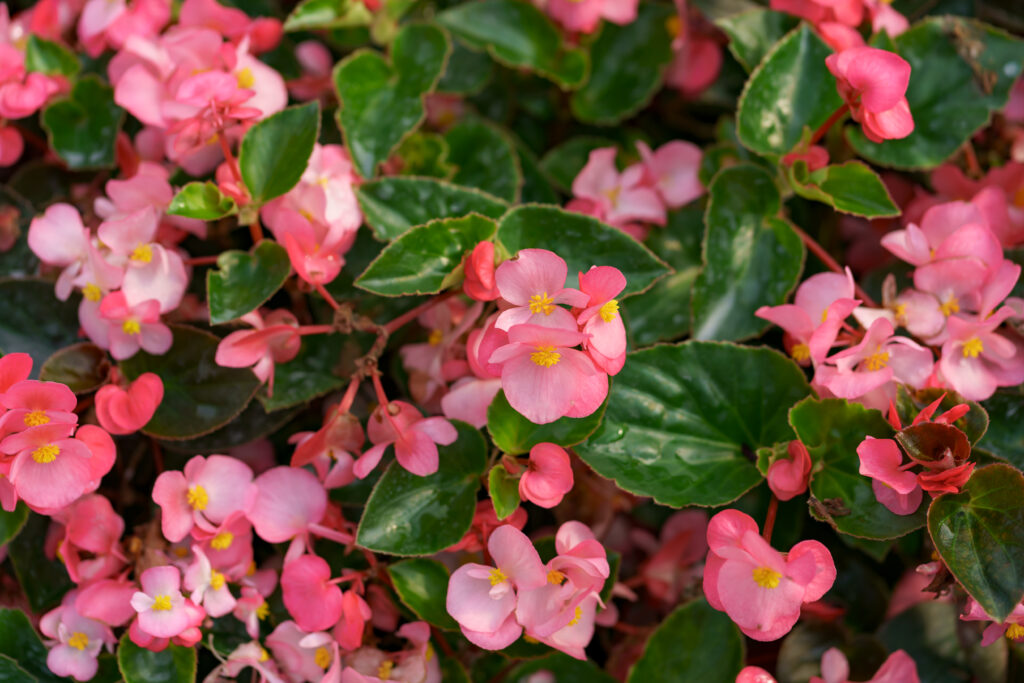 Begonien lieben einen hellen Standort, jedoch vor greller Sonne sollen sie geschützt werden. Sommerliche Blumenpracht mit farbenfrohen Ideen