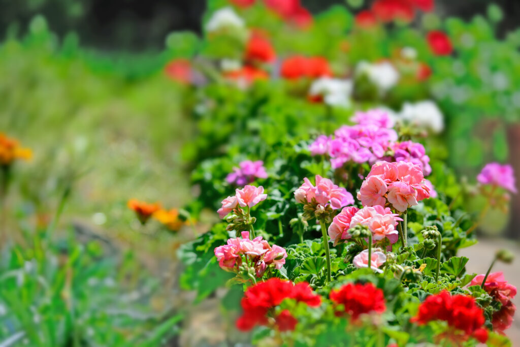 Geranien , für Balkon und Garten