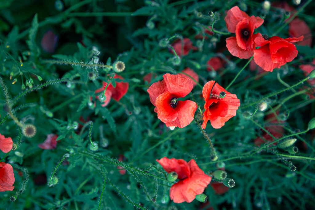 Fast alle Mohnarten brauchen einen festen Standort.Sommerliche Blumenpracht mit farbenfrohen Ideen