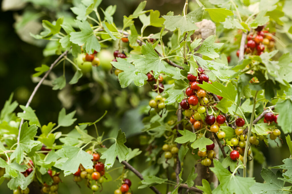 Die Jostabeere ist gesund