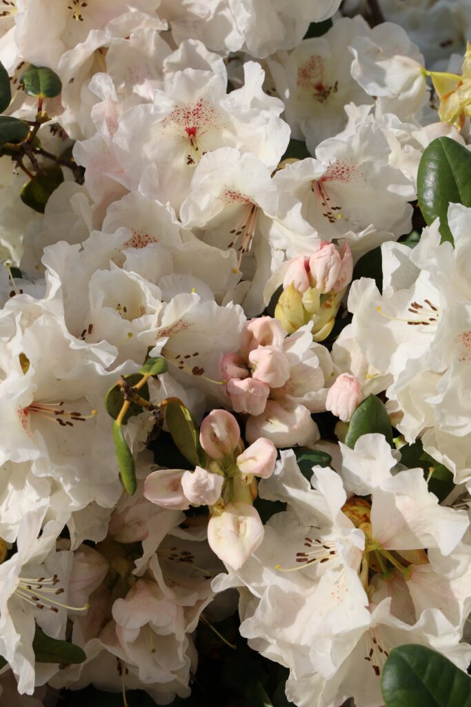 Tipps für Rhododendron in Haus und Garten