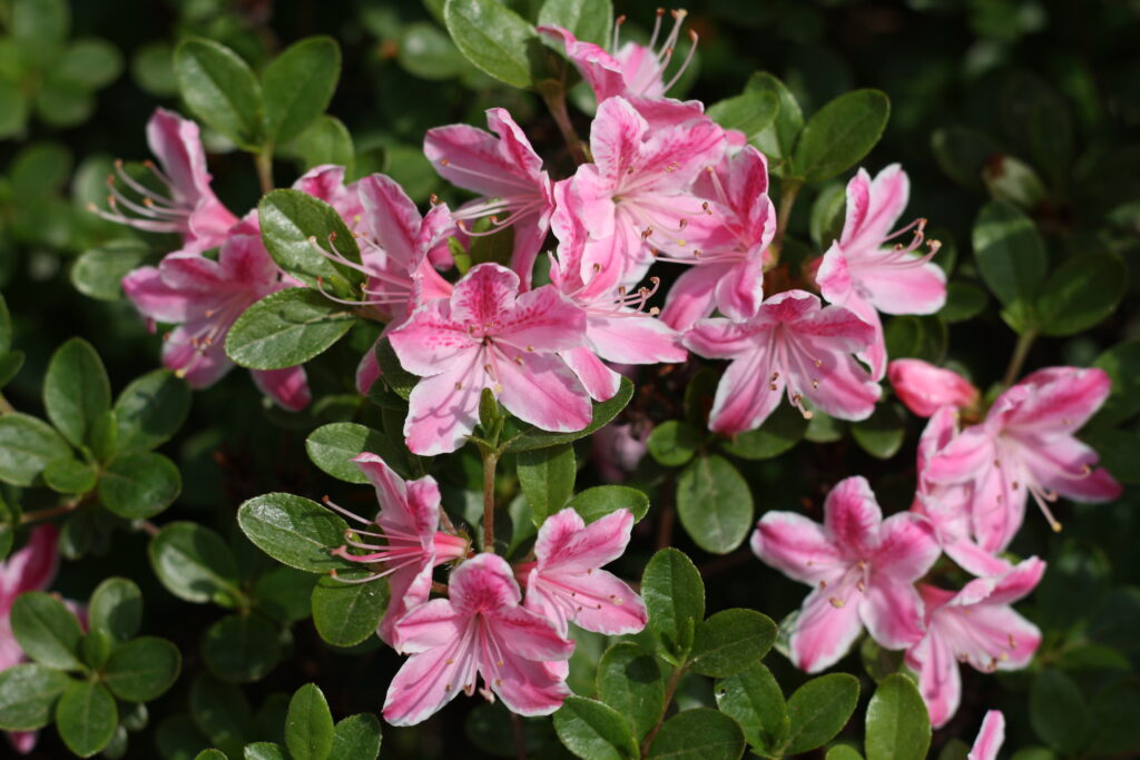 Tipps für Rhododendren in Haus und Garten