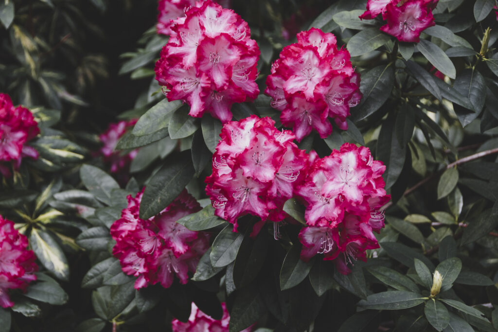Tipps für Rhododendren in Haus und Garten