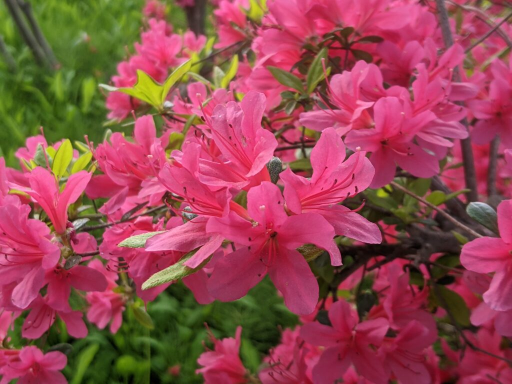 Tipps für Rhododendren in Haus und Garten