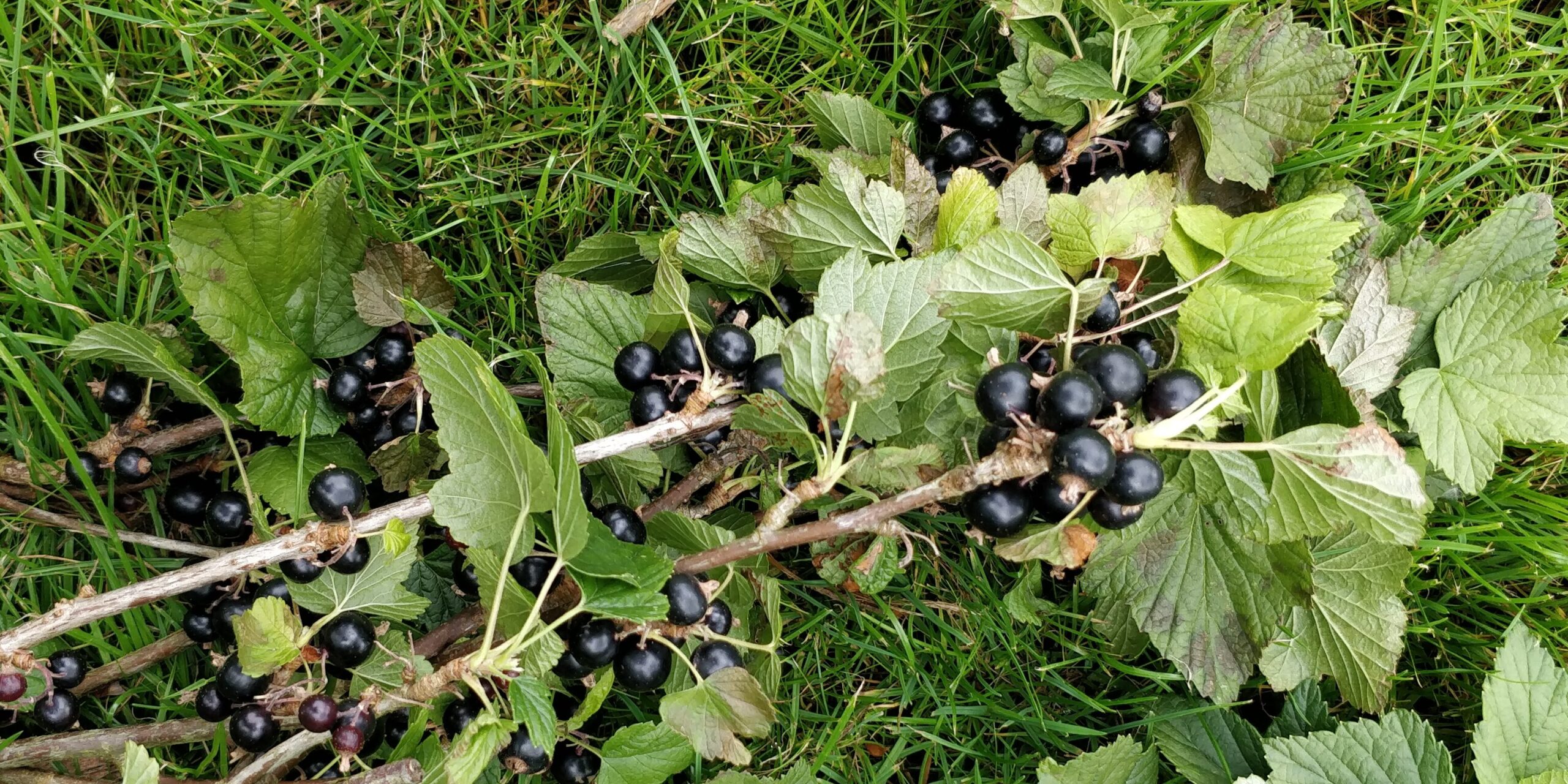 Die erstaunlichen gesundheitlichen Vorteile von Jostabeeren