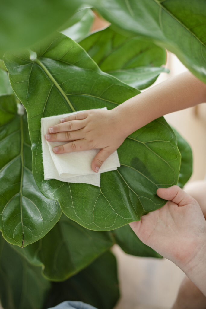 Monstera umtopfen: Wann und wie es richtig gemacht wird