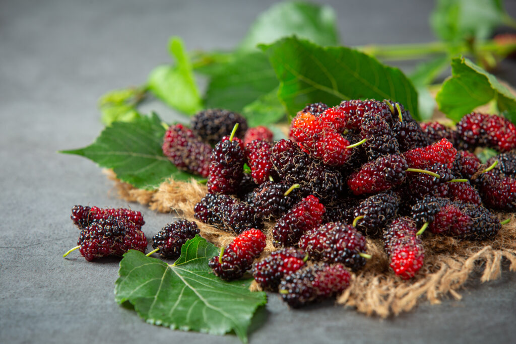 Alles über Maulbeeren: Arten, Anbau und gesundheitliche Vorteile