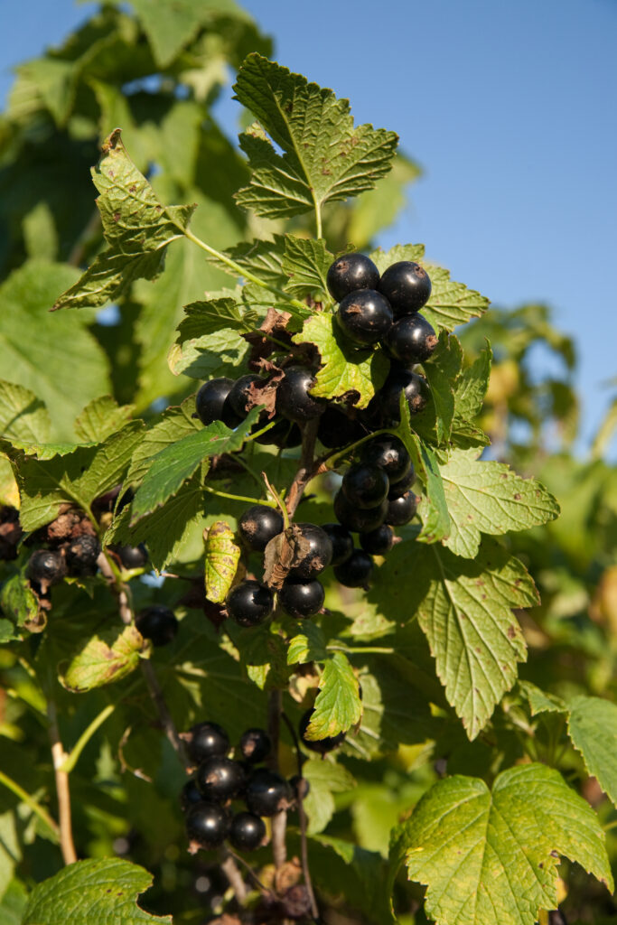 Gesunde Jostabeeren richtig pflegen – Alltagsbox