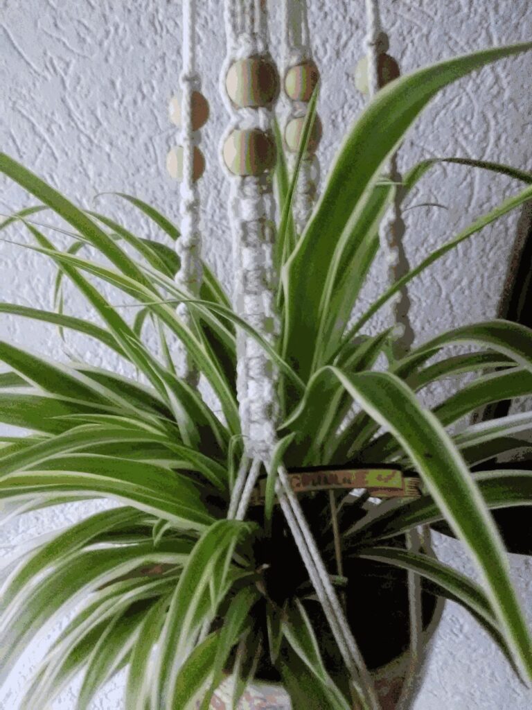 Grünlilie , Mit Zimmerpflanzen Oasen schaffen,