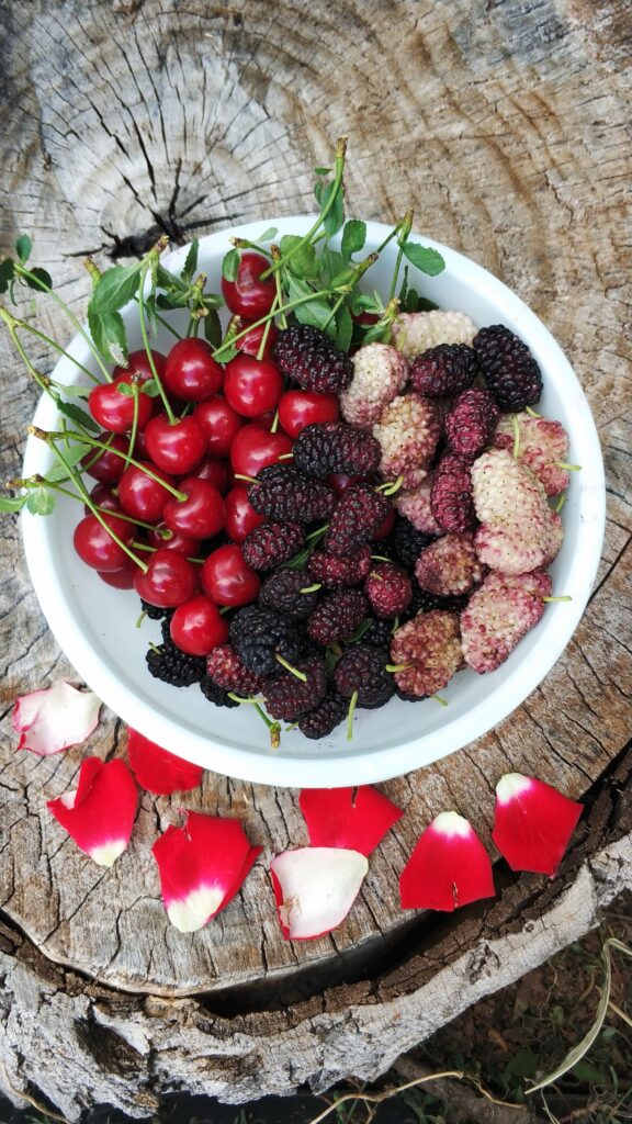 Essbares Wildobst im Herbst und Winter