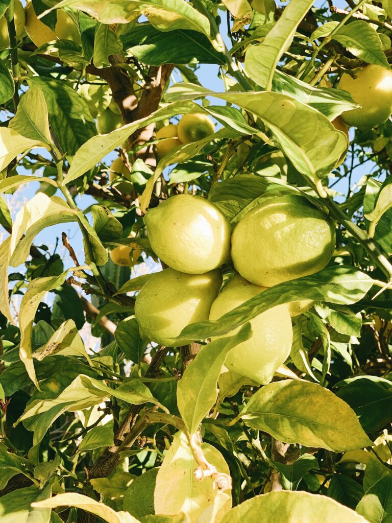 Die Superfrucht Zitrone Wundermittel für den menschlichen Körper