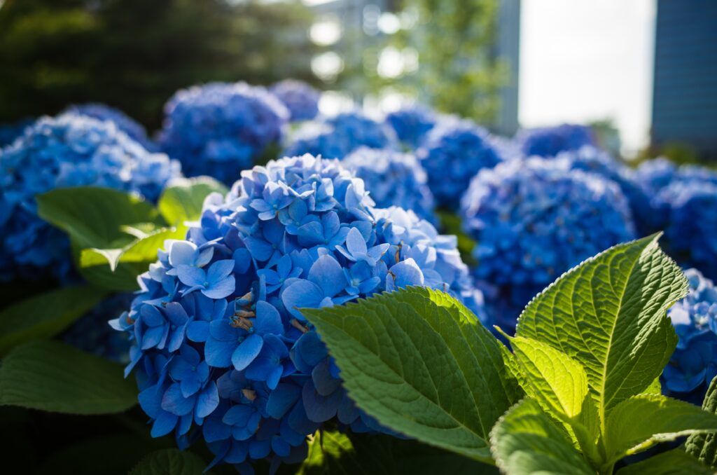 Hortensie Arten Pflege,das Blütenwunder in unserem Garten